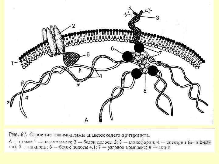 Схема плазмолеммы гистология