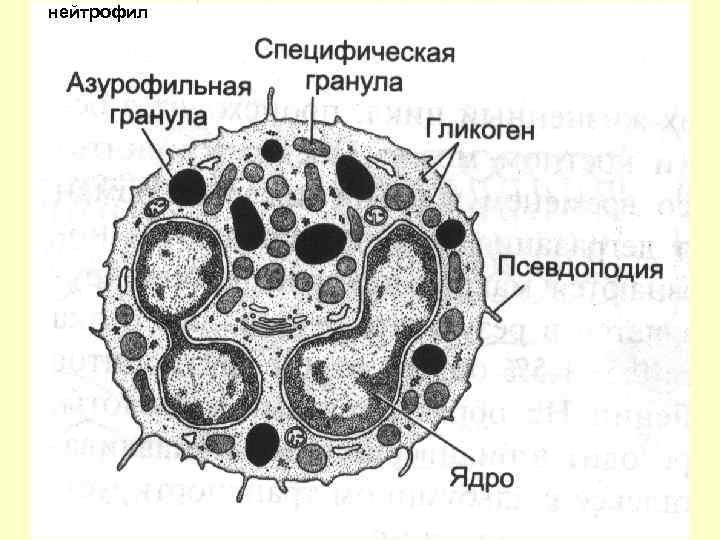 Схема созревания нейтрофилов