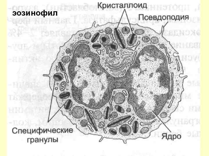 Ядро эозинофила. Эозинофилы строение клетки. Эозинофилы строение гистология. Эозинофилы функции гистология. Эозинофилы строение гранул.