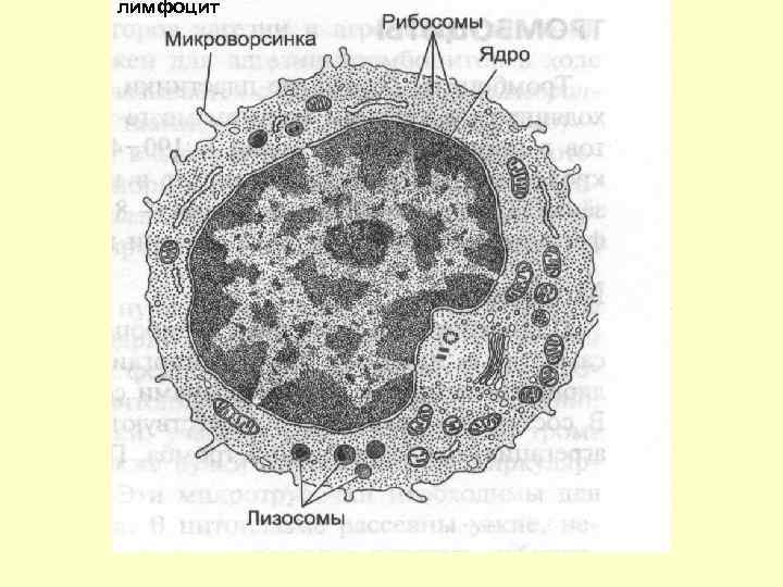 Как нарисовать лимфоцит