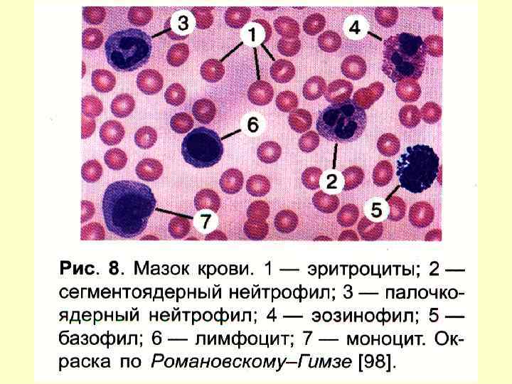 На мембране эритроцитов располагаются особые вещества