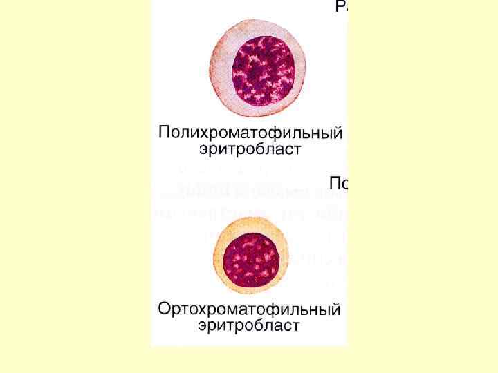 Нормоцит это. Полихроматофильный эритробласт (нормобласт). Базофильный нормобласт. Нормоциты политохроматофильный. Базофильный эритробласт.