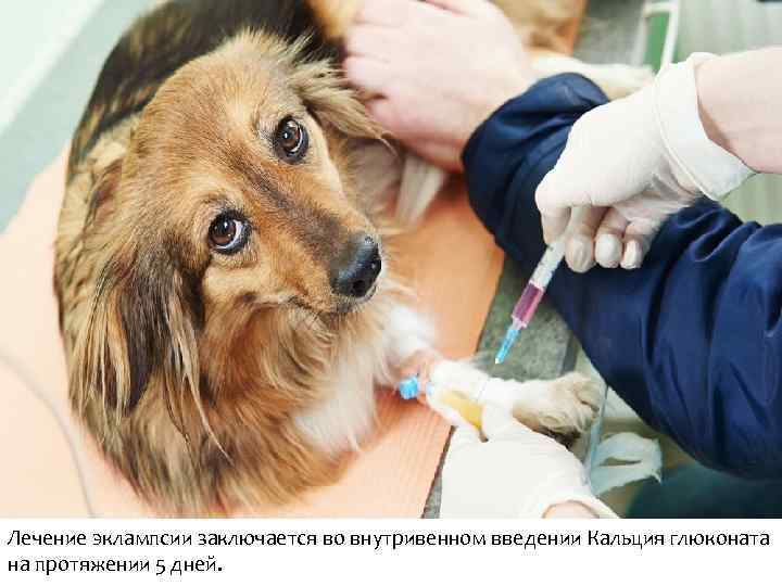 Лечение эклампсии заключается во внутривенном введении Кальция глюконата на протяжении 5 дней. 