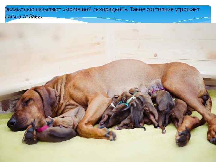 Эклампсию называют «молочной лихорадкой» . Такое состояние угрожает жизни собаки. 