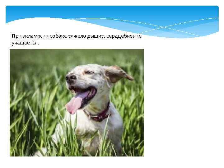 При эклампсии собака тяжело дышит, сердцебиение учащается. 
