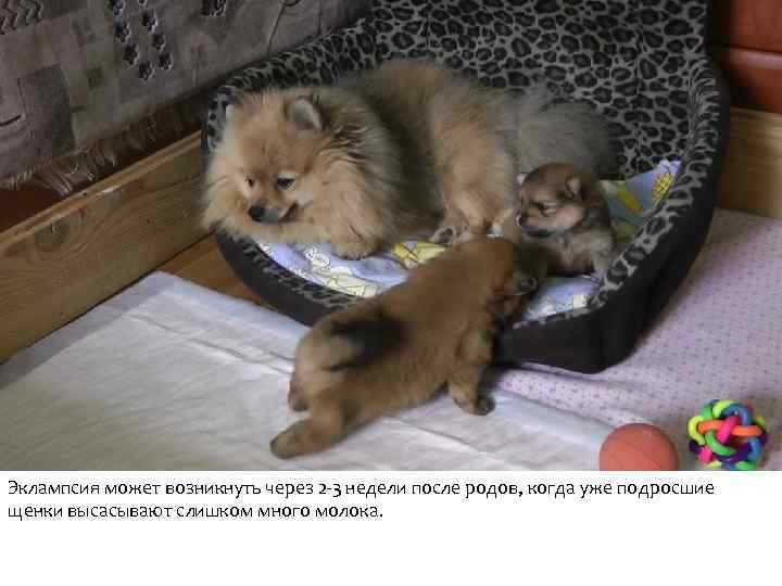Эклампсия может возникнуть через 2 -3 недели после родов, когда уже подросшие щенки высасывают