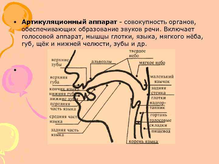 Схема речевого аппарата логопедия