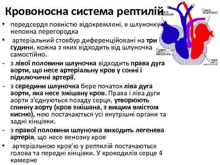 Кровоносна система рептилій • передсердя повністю відокремлені, в шлуночку - неповна перегородка • артеріальний