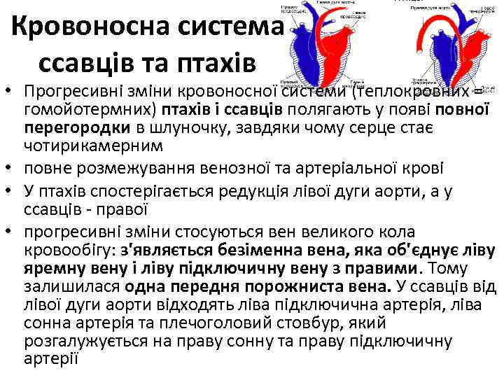 Кровоносна система ссавців та птахів • Прогресивні зміни кровоносної системи (теплокровних = гомойотермних) птахів