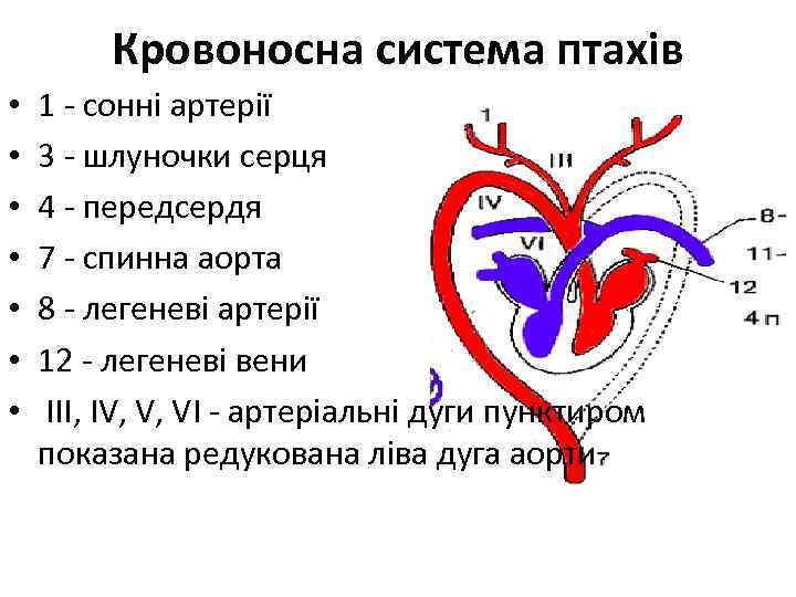 Кровоносна система птахів • • 1 - сонні артерії 3 - шлуночки серця 4