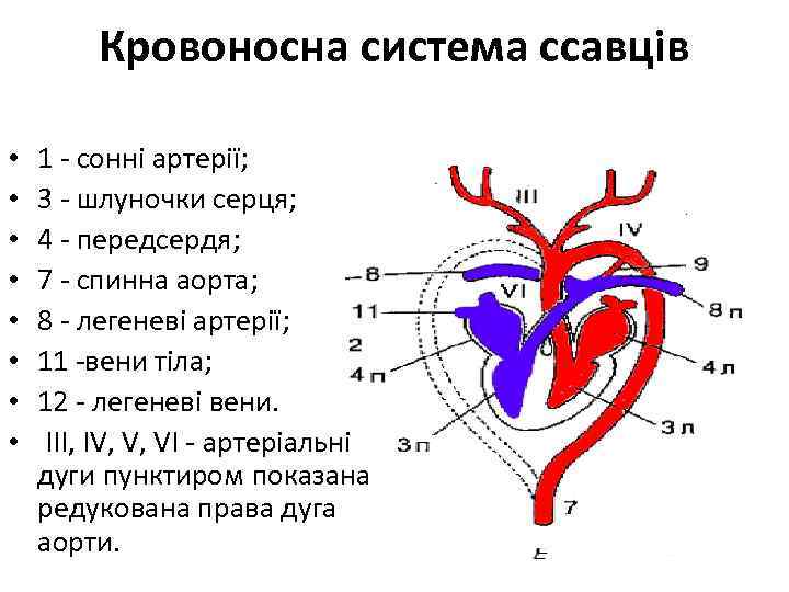 Кровоносна система ссавців • • 1 - сонні артерії; 3 - шлуночки серця; 4