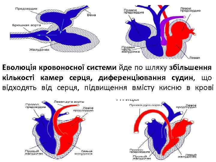 Еволюція кровоносної системи йде по шляху збільшення кількості камер серця, диференціювання судин, що відходять