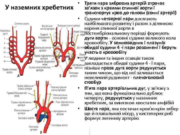 У наземних хребетних • Третя пара зябрових артерій втрачає зв'язок з краями спинної аорти