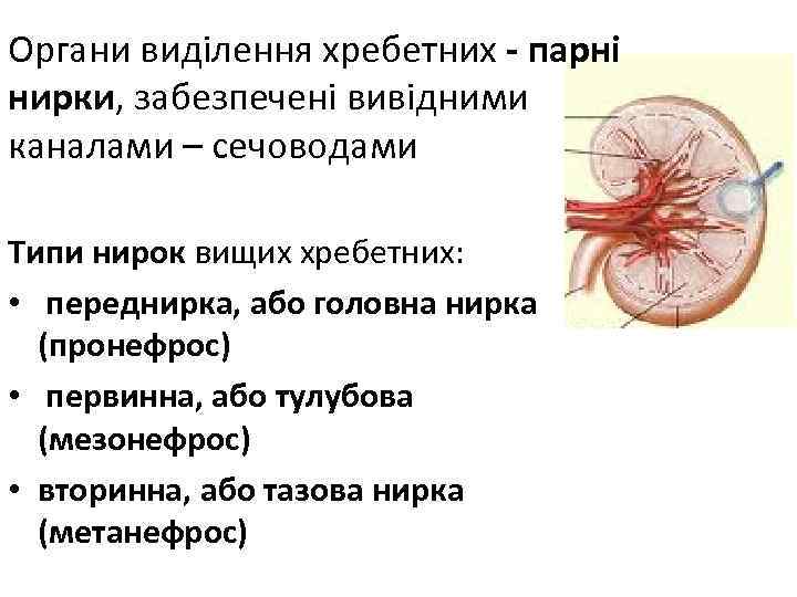 Органи виділення хребетних - парні нирки, забезпечені вивідними каналами – сечоводами Типи нирок вищих