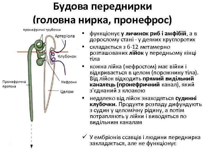 Будова переднирки (головна нирка, пронефрос) • функціонує у личинок риб і амфібій, а в