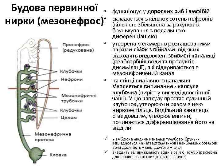 Будова первинної • нирки (мезонефрос) • функціонує у дорослих риб і амфібій складається з