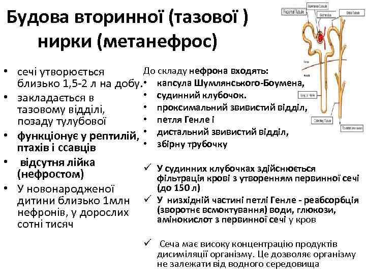 Будова вторинної (тазової ) нирки (метанефрос) До складу нефрона входять: • сечі утворюється близько