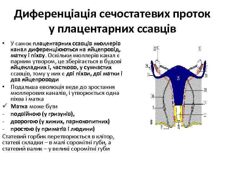 Диференціація сечостатевих проток у плацентарних ссавців • У самок плацентарних ссавців мюллерів канал диференціюються