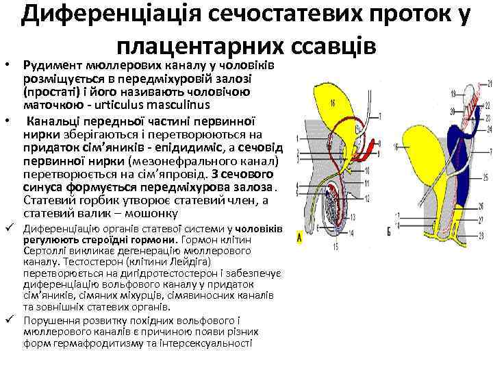 Диференціація сечостатевих проток у плацентарних ссавців • Рудимент мюллерових каналу у чоловіків розміщується в