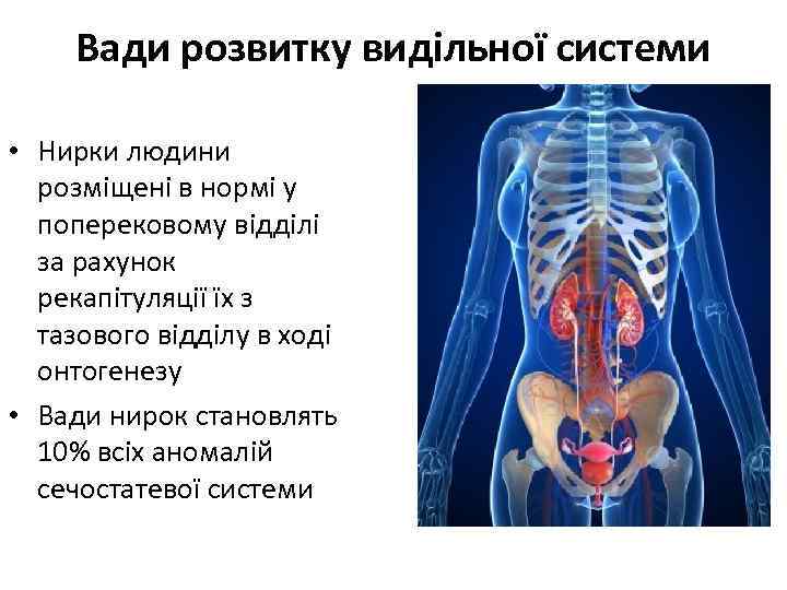 Вади розвитку видільної системи • Нирки людини розміщені в нормі у поперековому відділі за