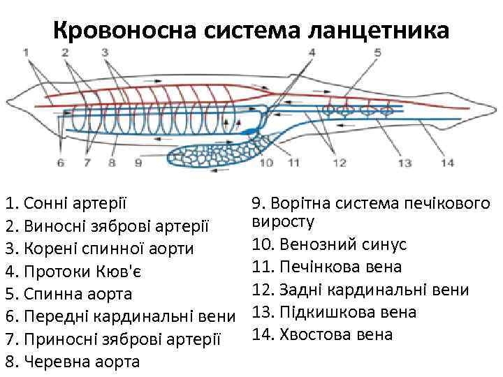 Кровоносна система ланцетника 1. Сонні артерії 2. Виносні зяброві артерії 3. Корені спинної аорти