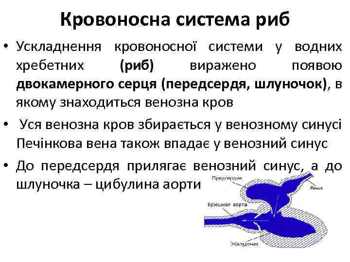 Кровоносна система риб • Ускладнення кровоносної системи у водних хребетних (риб) виражено появою двокамерного