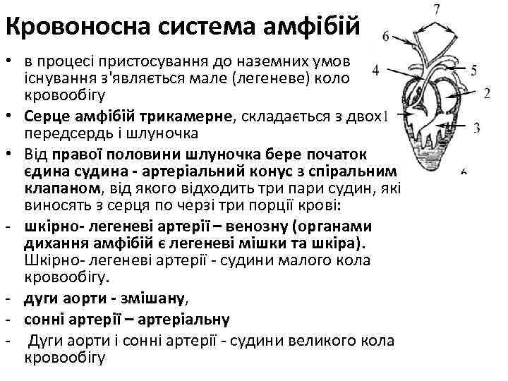 Кровоносна система амфібій • в процесі пристосування до наземних умов існування з'являється мале (легеневе)