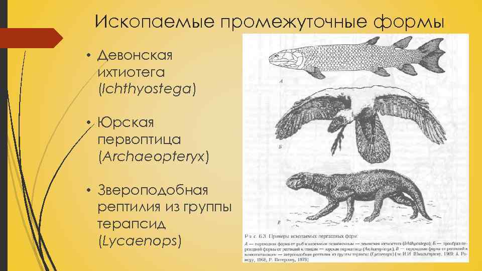 Переходные формы презентация