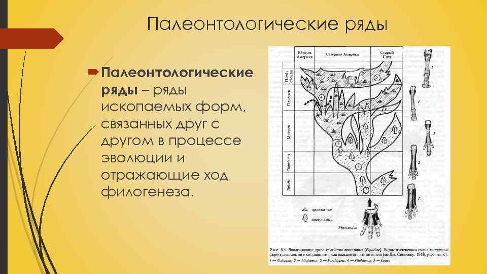 Палеонтологические ряды – ряды ископаемых форм, связанных друг с другом в процессе эволюции и