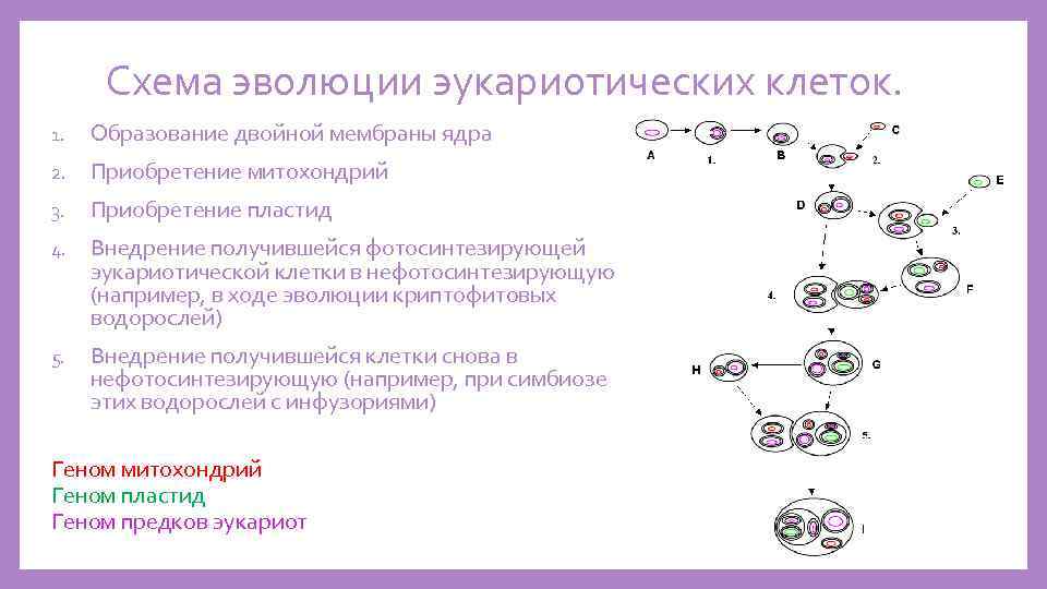 Схема эволюции эукариотических клеток. 1. Образование двойной мембраны ядра 2. Приобретение митохондрий 3. Приобретение