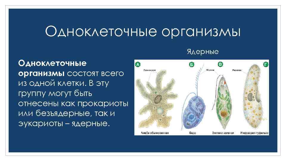 К ядерным организмам относятся