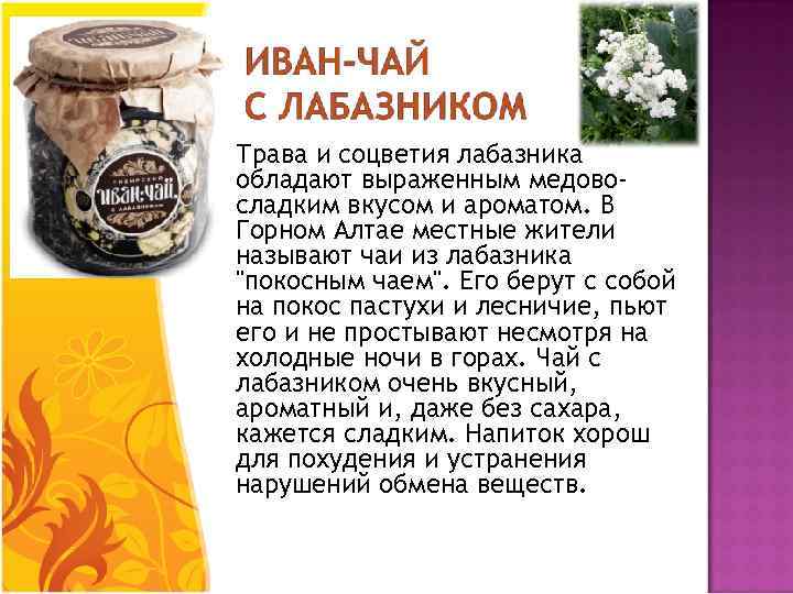  Трава и соцветия лабазника обладают выраженным медовосладким вкусом и ароматом. В Горном Алтае