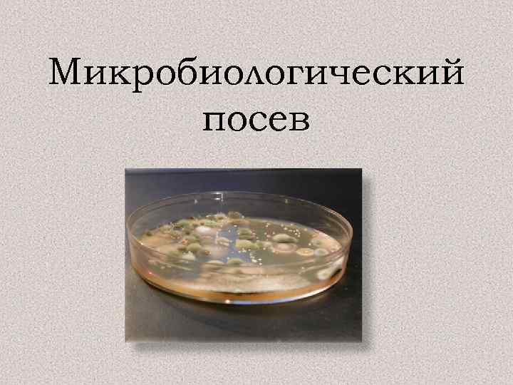 Микробиологический посев 