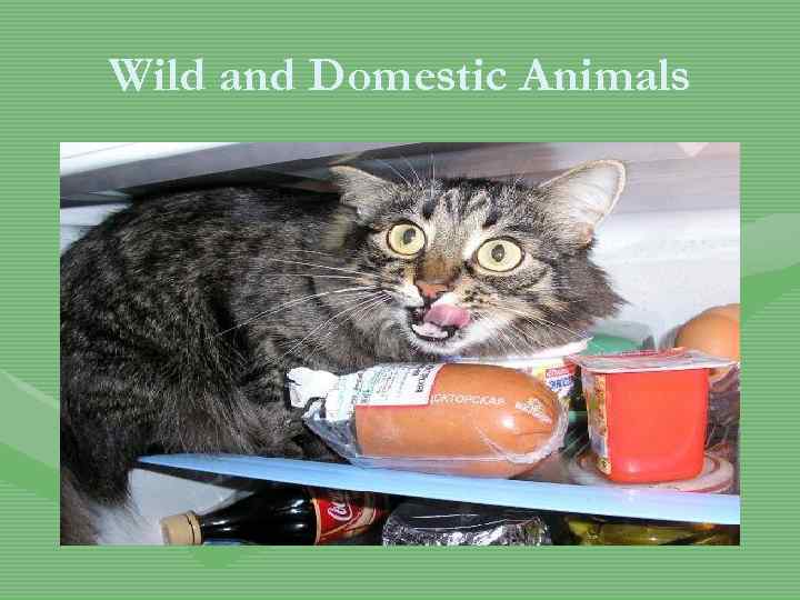 Wild and Domestic Animals 