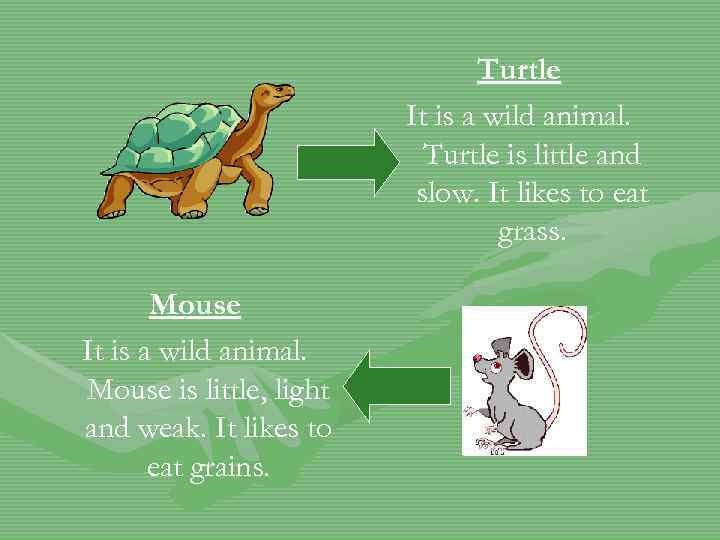Turtle It is a wild animal. Turtle is little and slow. It likes to