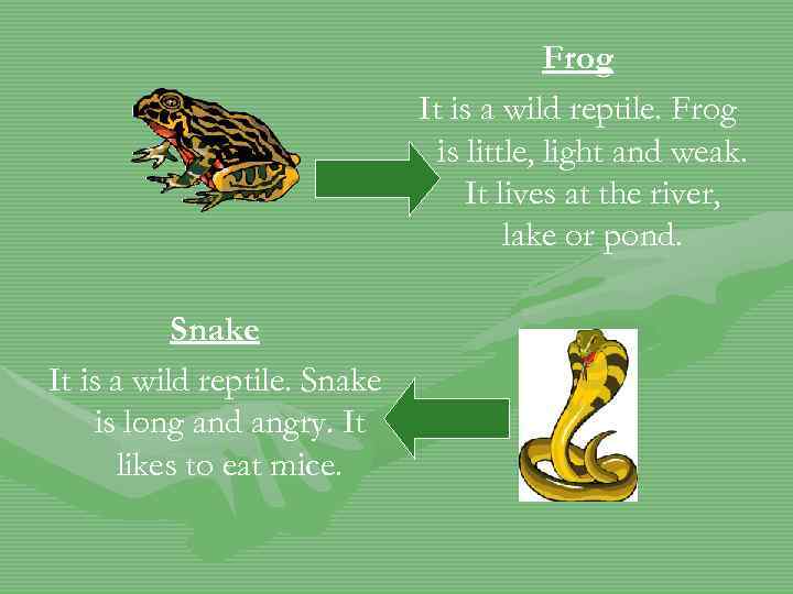 Frog It is a wild reptile. Frog is little, light and weak. It lives