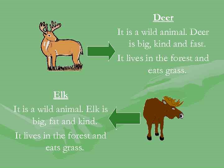 Deer It is a wild animal. Deer is big, kind and fast. It lives