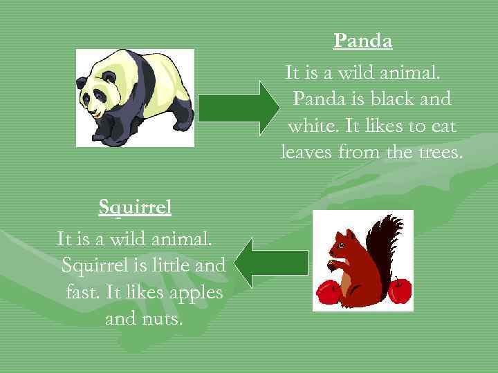 Panda It is a wild animal. Panda is black and white. It likes to