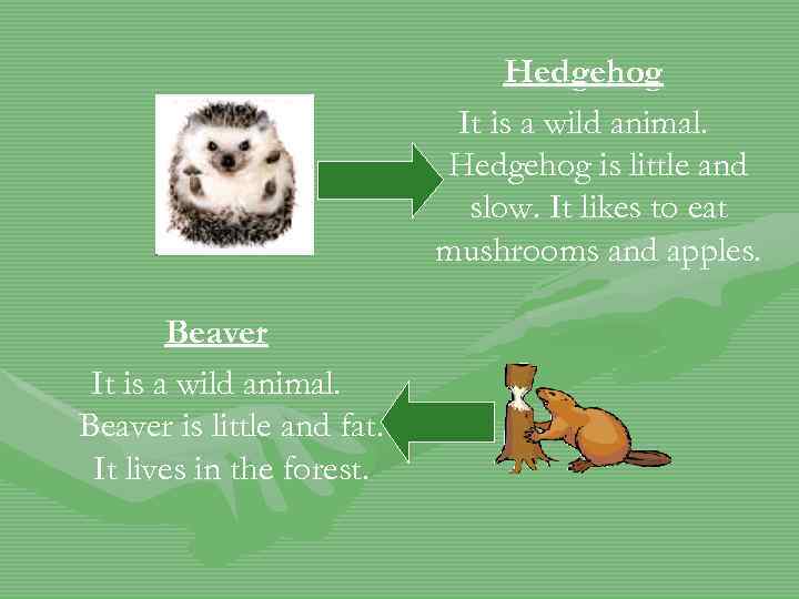 Hedgehog It is a wild animal. Hedgehog is little and slow. It likes to