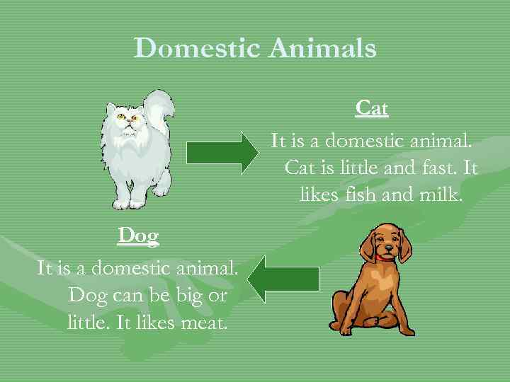 Domestic Animals Cat It is a domestic animal. Cat is little and fast. It