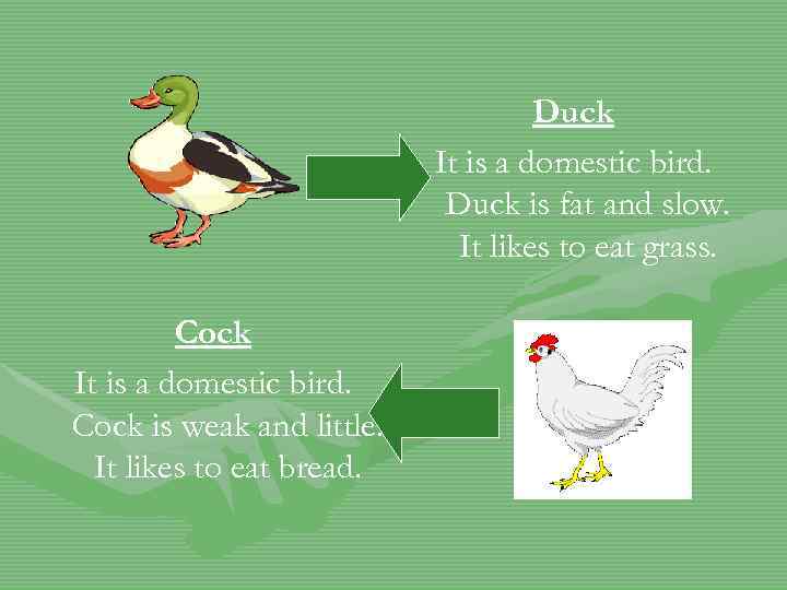 Duck It is a domestic bird. Duck is fat and slow. It likes to
