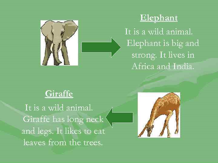 Elephant It is a wild animal. Elephant is big and strong. It lives in