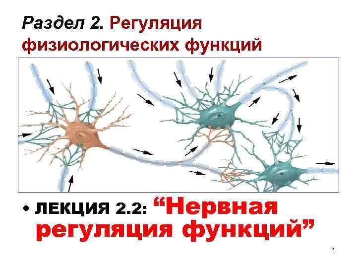 Раздел 2. Регуляция физиологических функций “Нервная регуляция функций” • ЛЕКЦИЯ 2. 2: 1 
