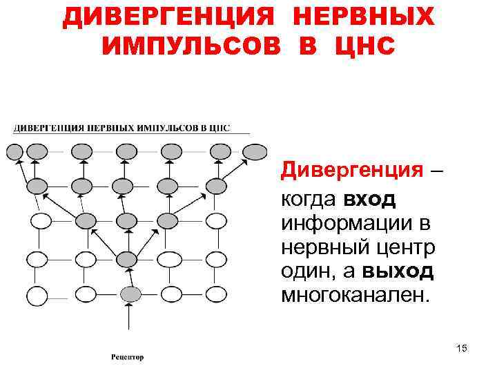 ДИВЕРГЕНЦИЯ НЕРВНЫХ ИМПУЛЬСОВ В ЦНС Дивергенция – когда вход информации в нервный центр один,