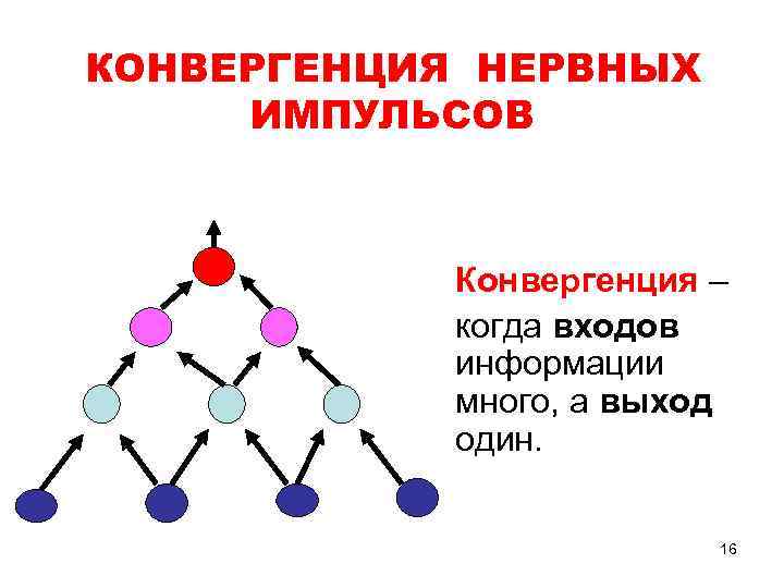 КОНВЕРГЕНЦИЯ НЕРВНЫХ ИМПУЛЬСОВ Конвергенция – когда входов информации много, а выход один. 16 