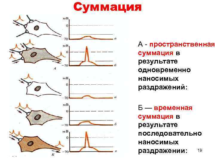 Суммация • А - пространственная суммация в результате одновременно наносимых раздражений: • Б —