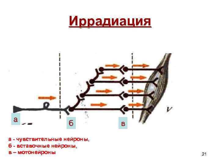 Иррадиация а б а - чувствительные нейроны, б - вставочные нейроны, в – мотонейроны