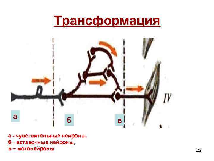 Трансформация а б а - чувствительные нейроны, б - вставочные нейроны, в – мотонейроны