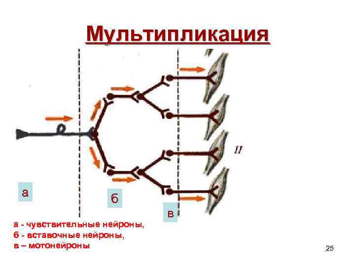 Мультипликация а б а - чувствительные нейроны, б - вставочные нейроны, в – мотонейроны