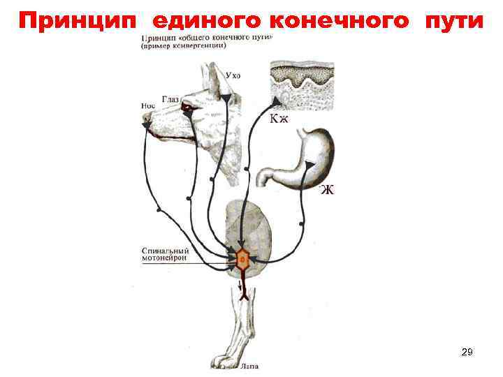 Принцип единого конечного пути 29 